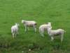 HWK Texel 086_small.jpg